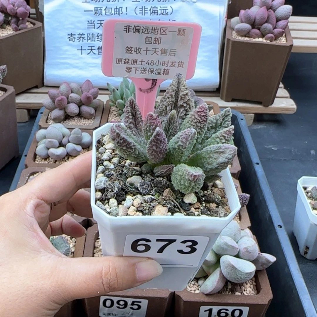 673苍龙微瑕多肉植物