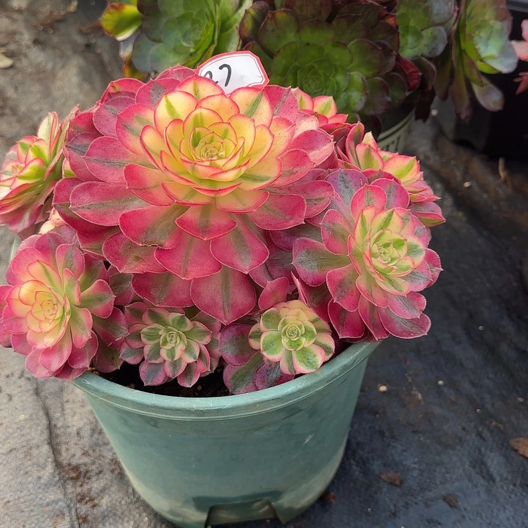 精品多肉植物0027