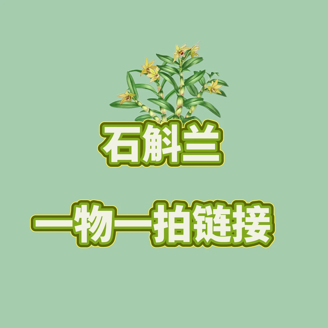 石斛兰直播间 临时链接 一物一拍 私拍随机发 本斯石斛