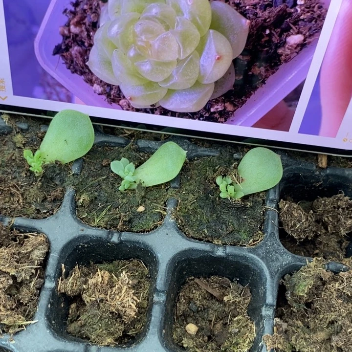 泼天财富芽苗一个多肉