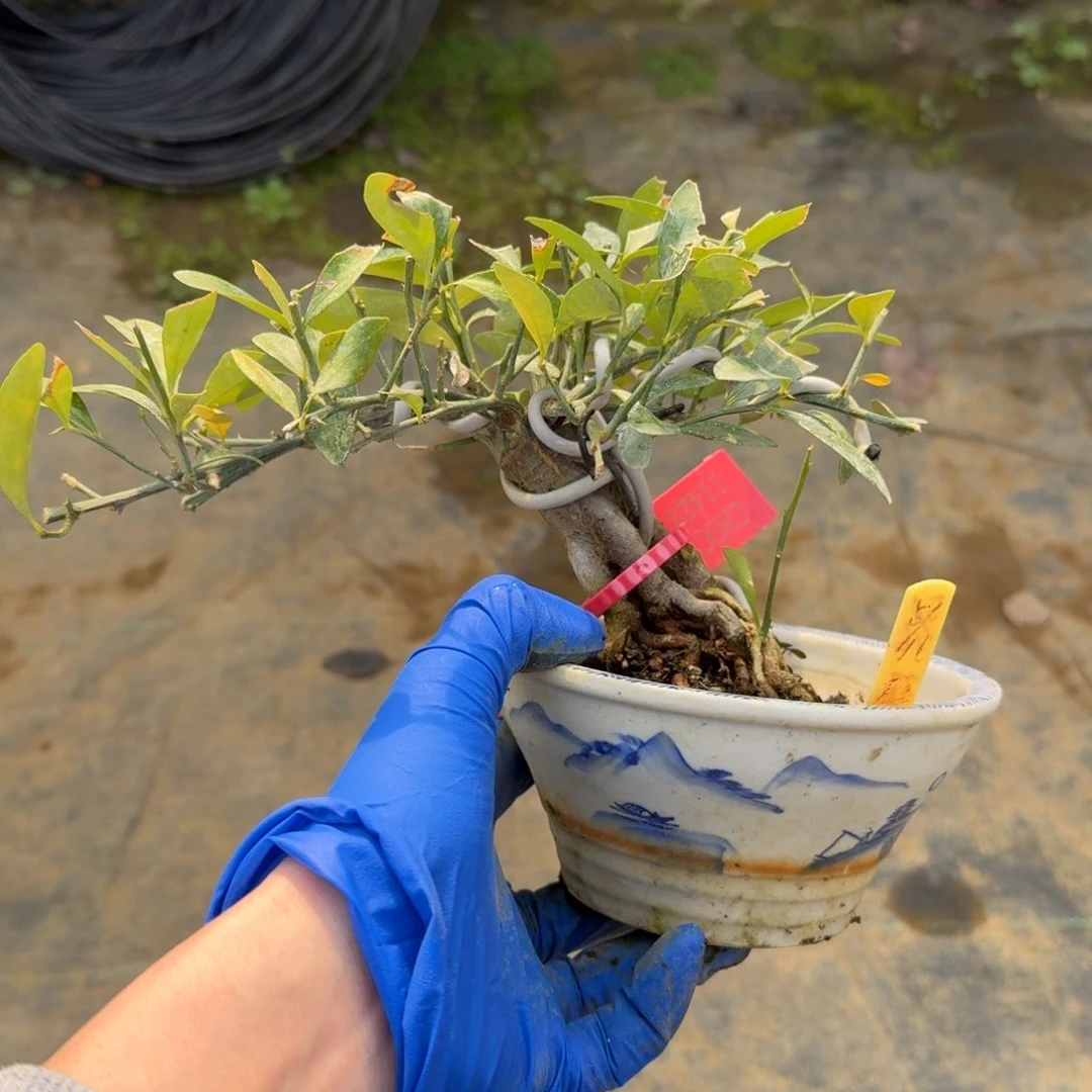 盆景不包邮顺丰到付三**界11423