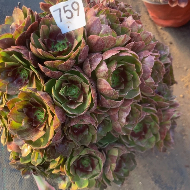 759黑各多肉肉植物