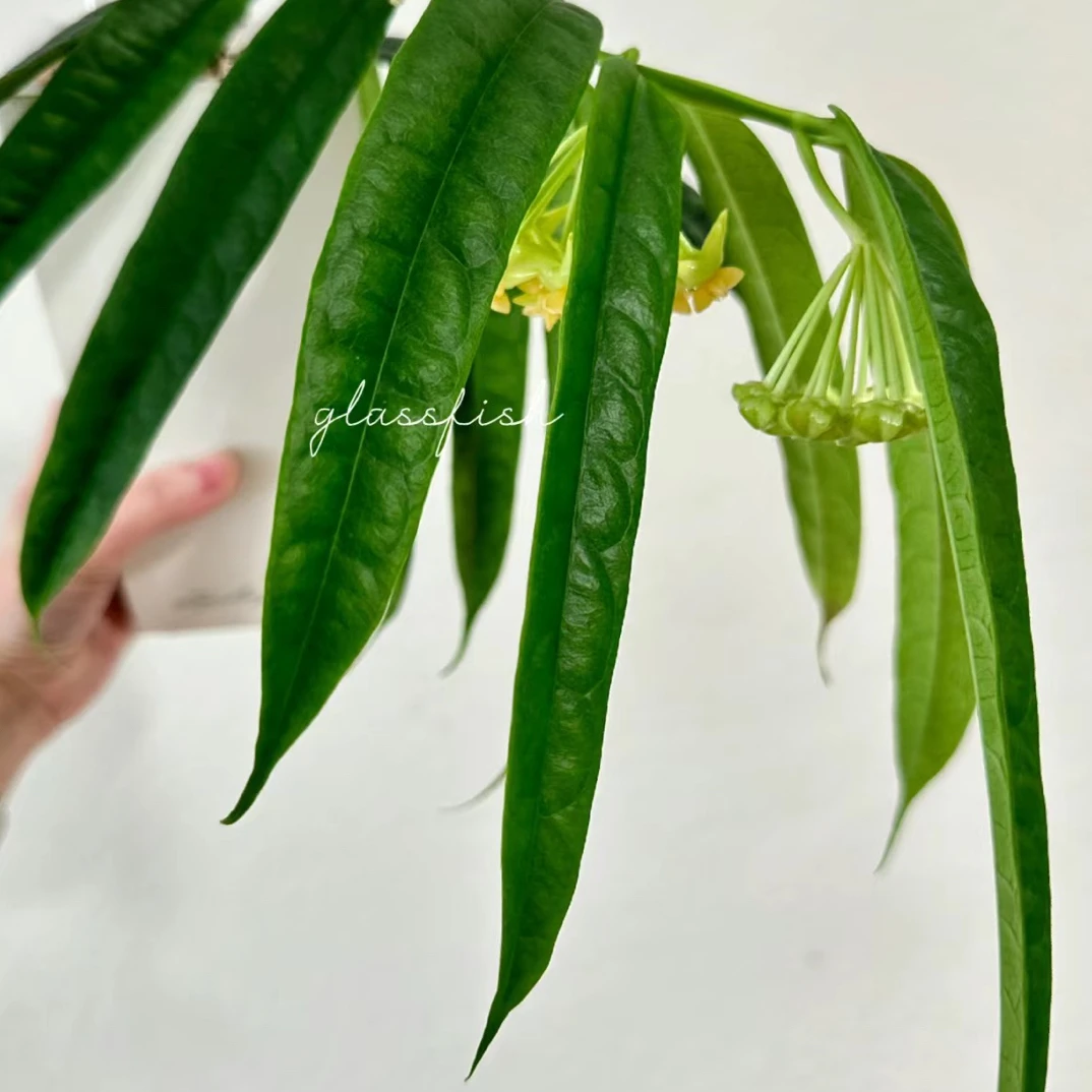 扁径球兰 (Hoya Platycaulis) 清新浅绿色系淡香型勤花品种