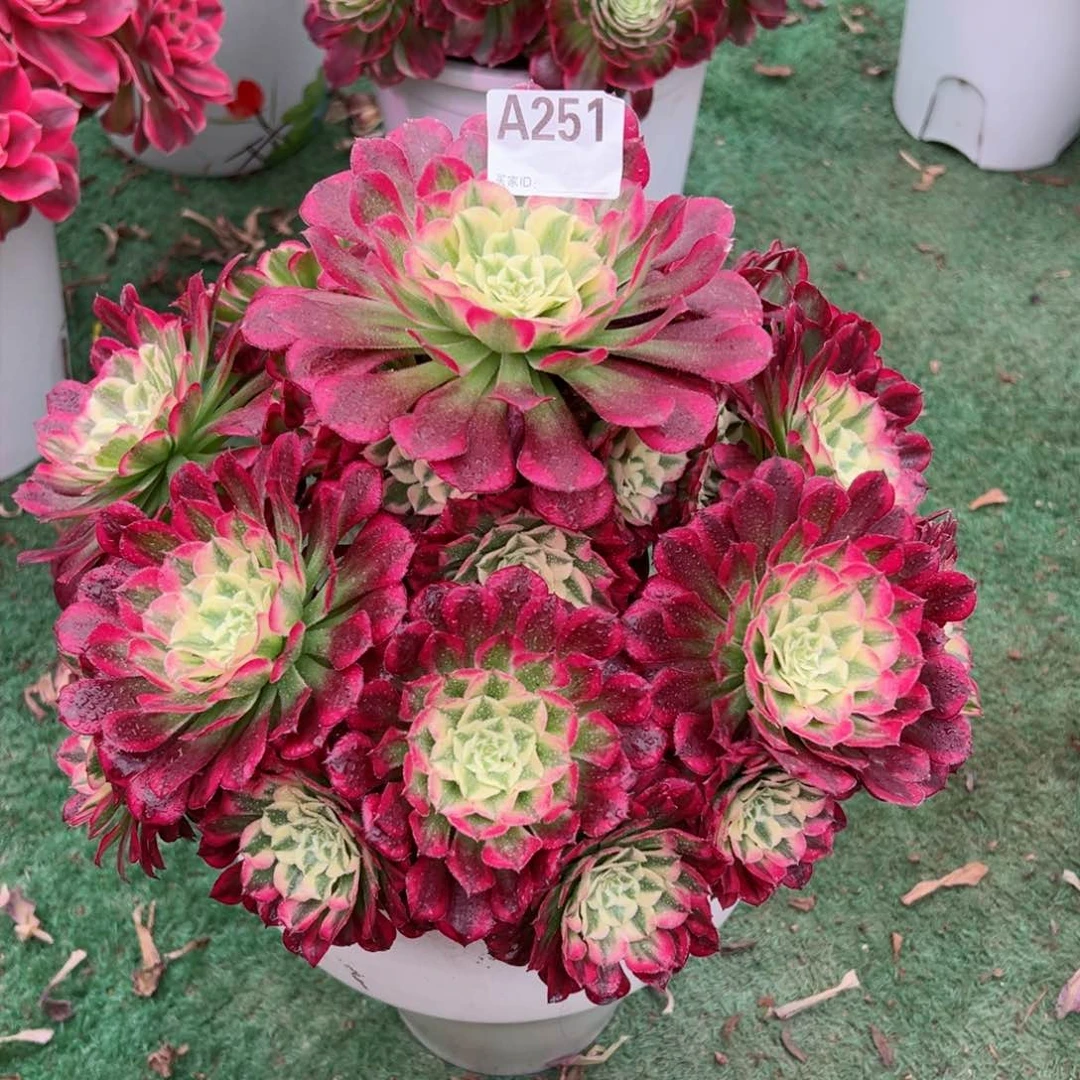 251同花顺绿体法师