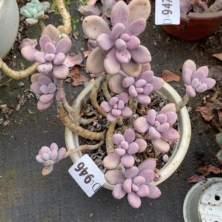 花***花946桃蛋多肉植物多肉