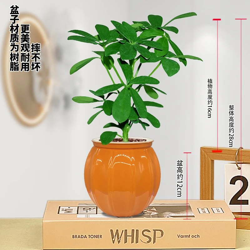 鸭脚木八方来财七叶莲盆栽植物室内花卉常青发财树绿植盆景苗造型