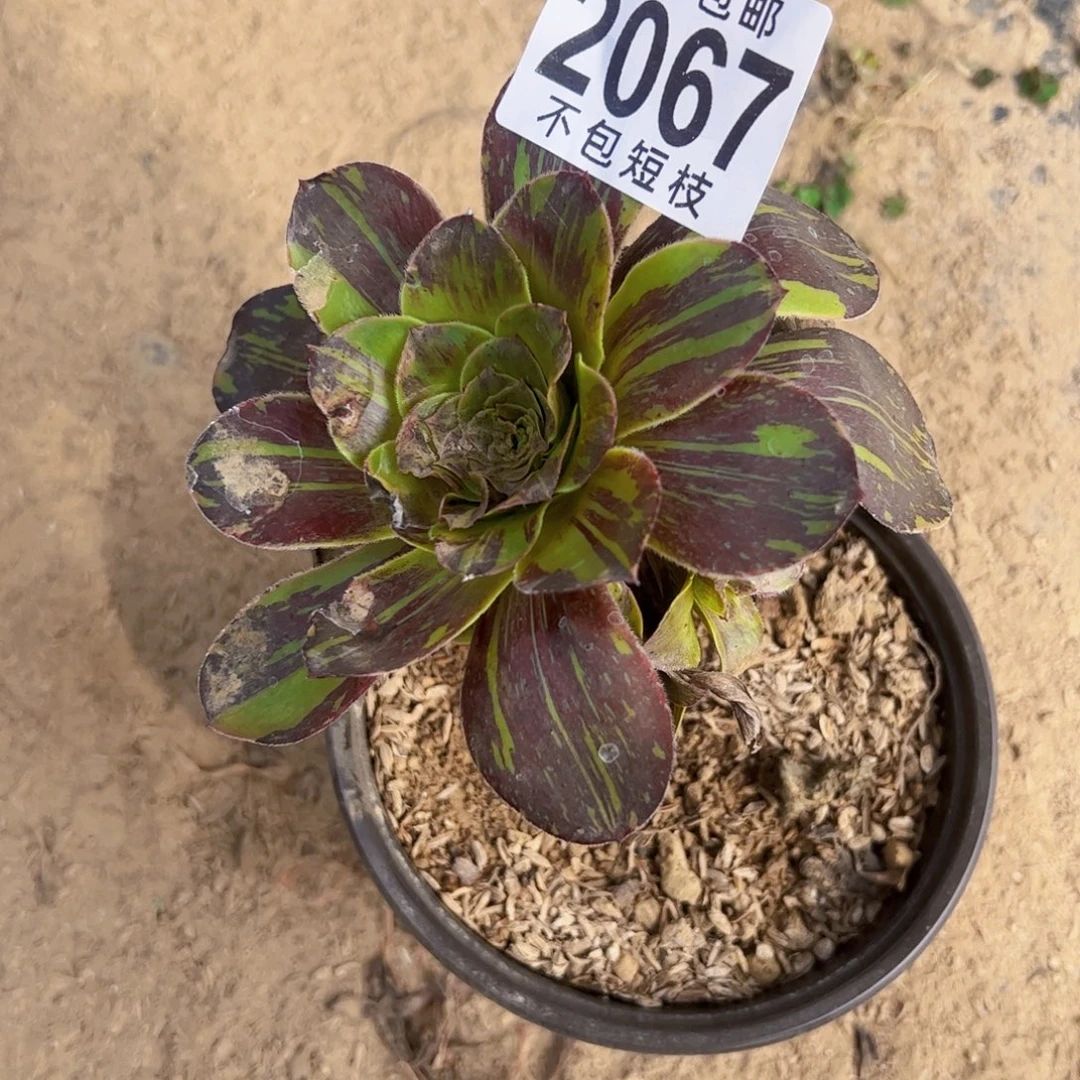 无毒拉丝多肉植物2067