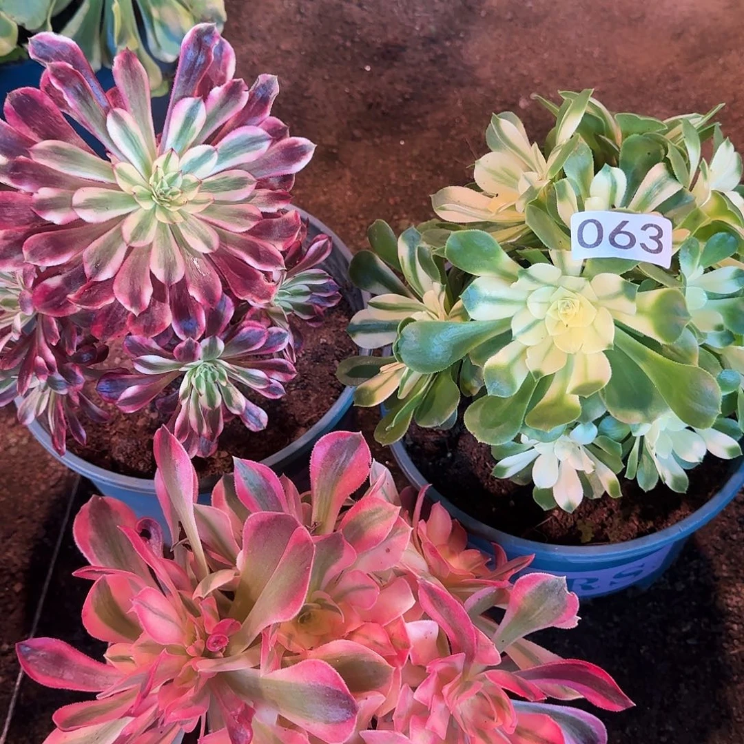 多肉植物福利3颗063