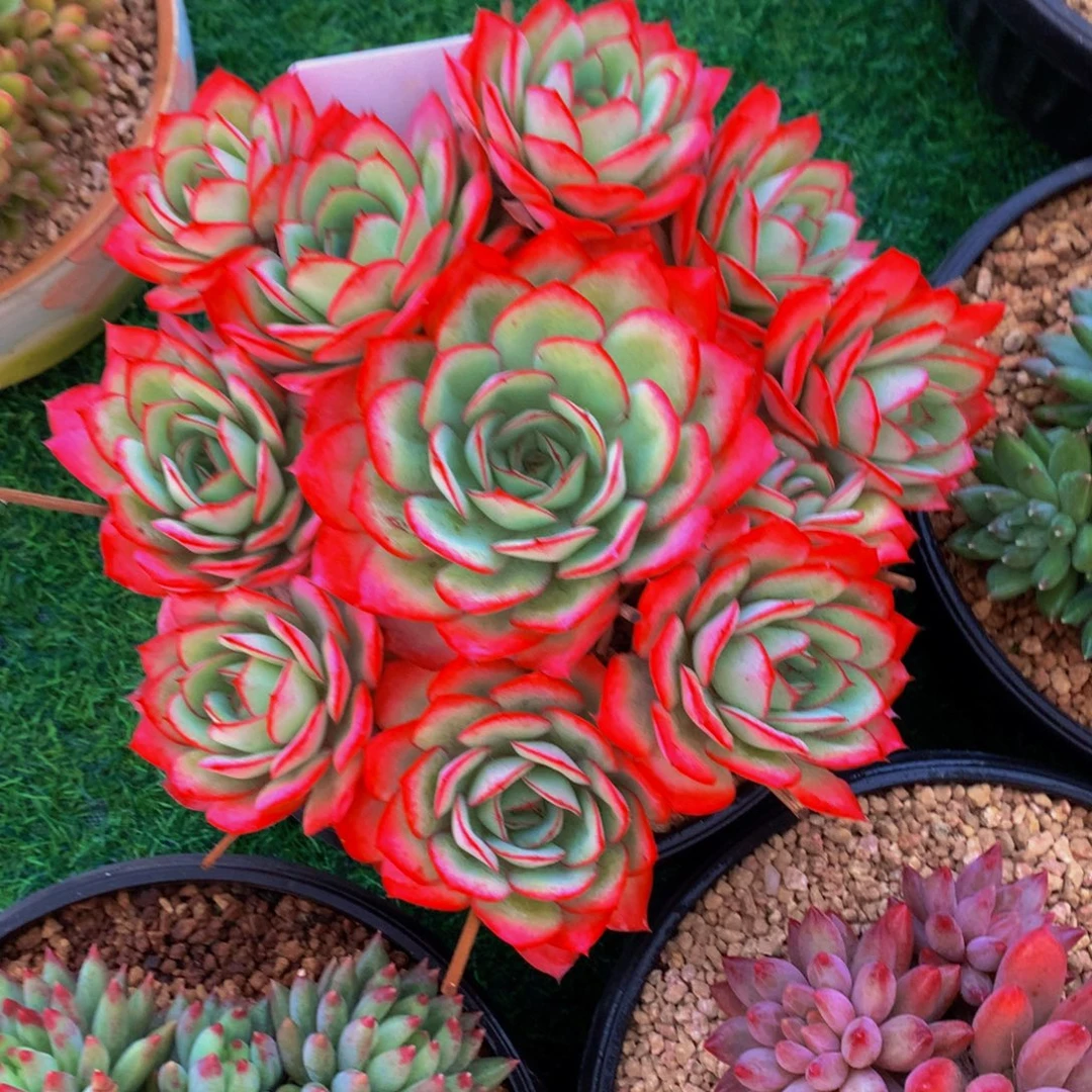 哈哈哈哈哈哈哈哈哈哈哈哈哈哈哈