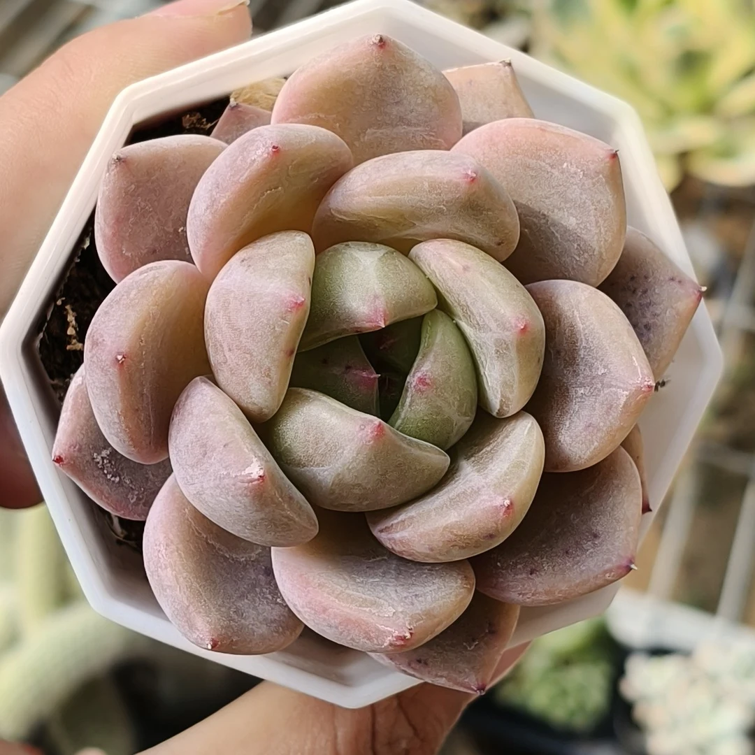 【满19.9元包邮】香槟多肉