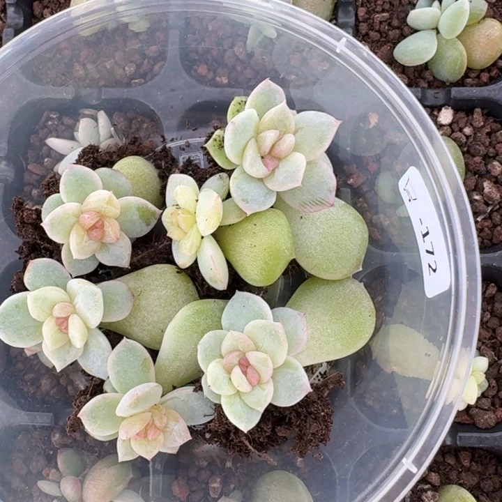 雪***饼172编号未知甜心饭盒一组六颗