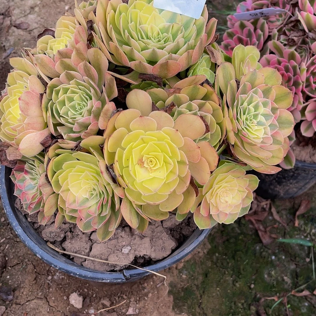 多肉法师197号雨荷发货不包损