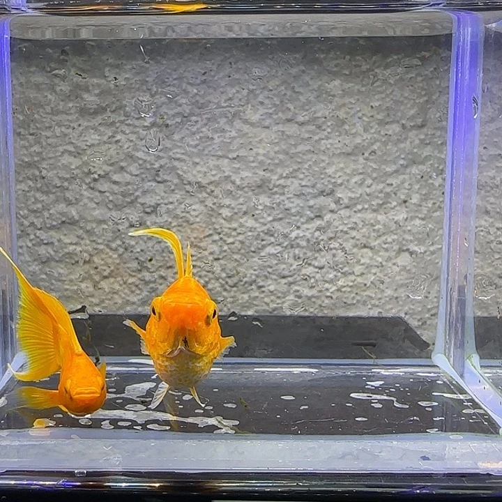 孔雀鱼黄金大种鱼。30号