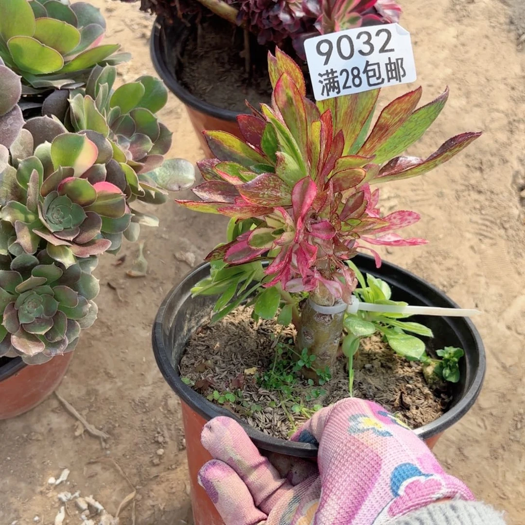 9032魅影七彩多肉