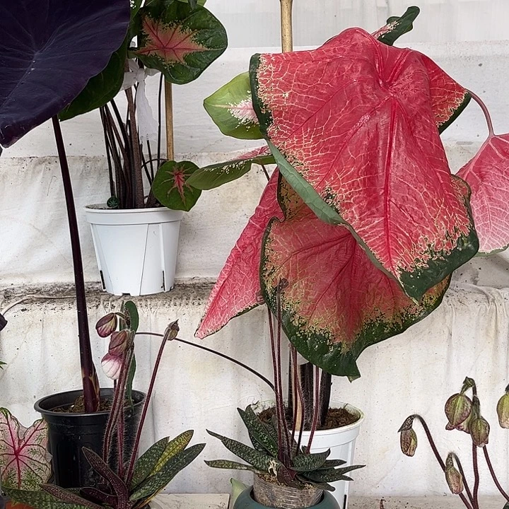 无花朵红桃A不带叶发货