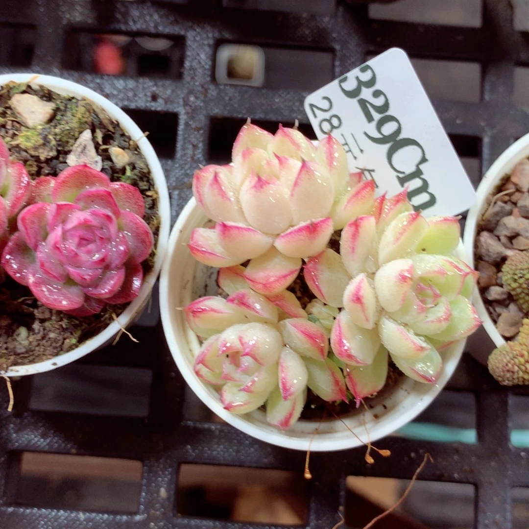 5厘米盆精控多肉329