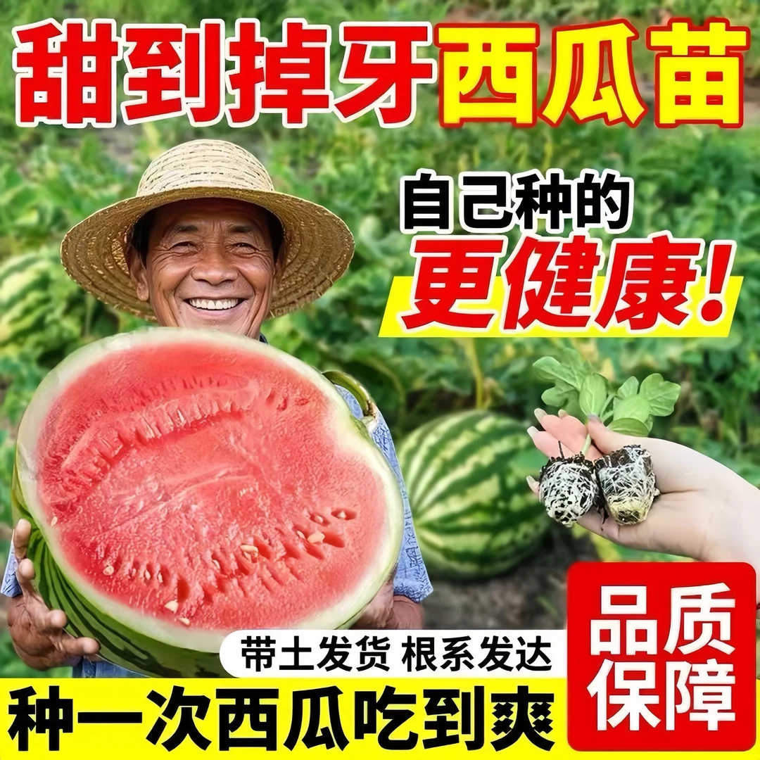 正宗西瓜苗8424西瓜秧苗超甜麒麟美都西瓜穴盘苗阳台庭院盆栽种植
