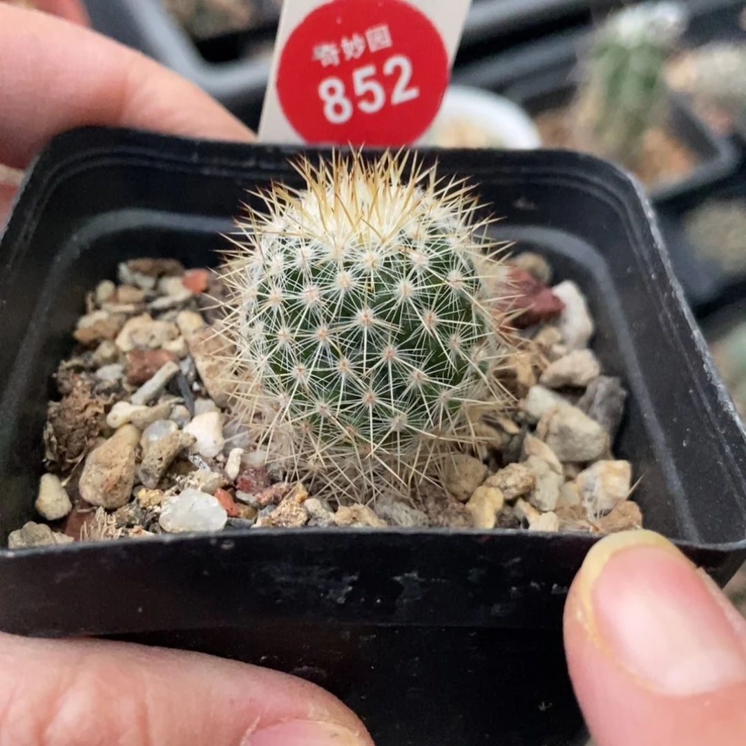 千鹤丸一颗66883680