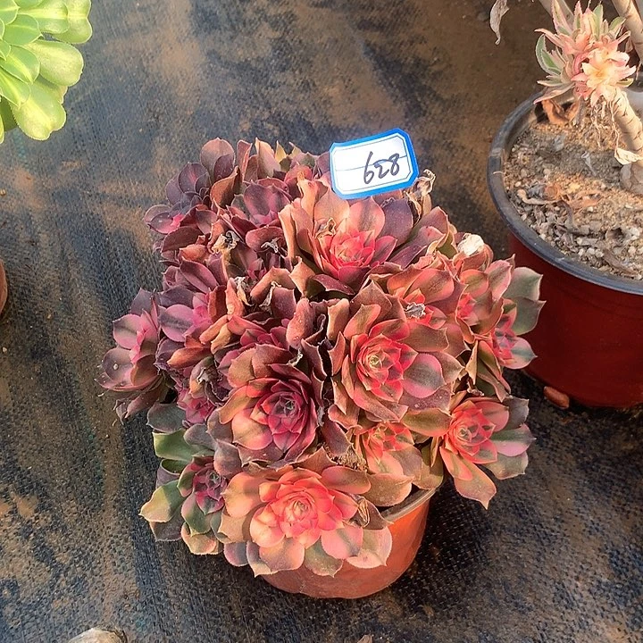 香妃多肉植物628