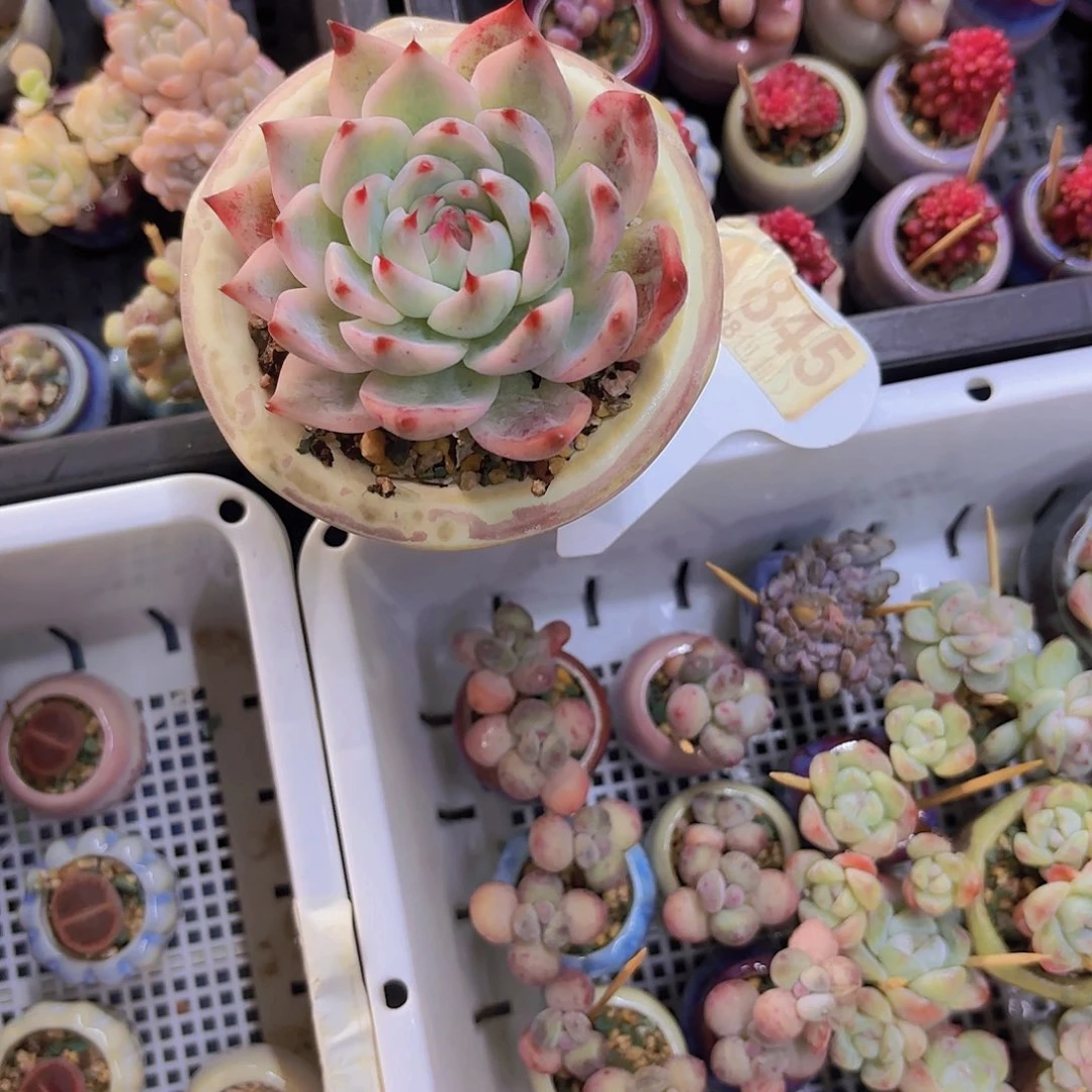 A845吉娃娃锦一物一拍