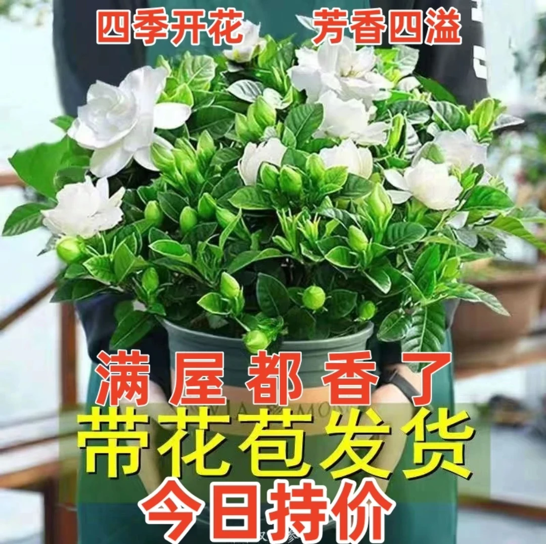 【现挖现发】栀子花带花苞发货开花超香四季开花花卉盆栽水培土培