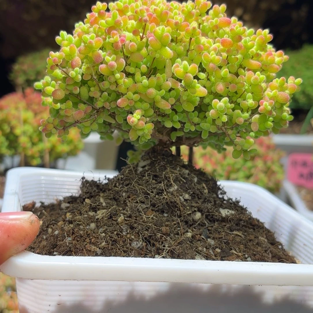 亭**河枝干番杏大蜜橘G153