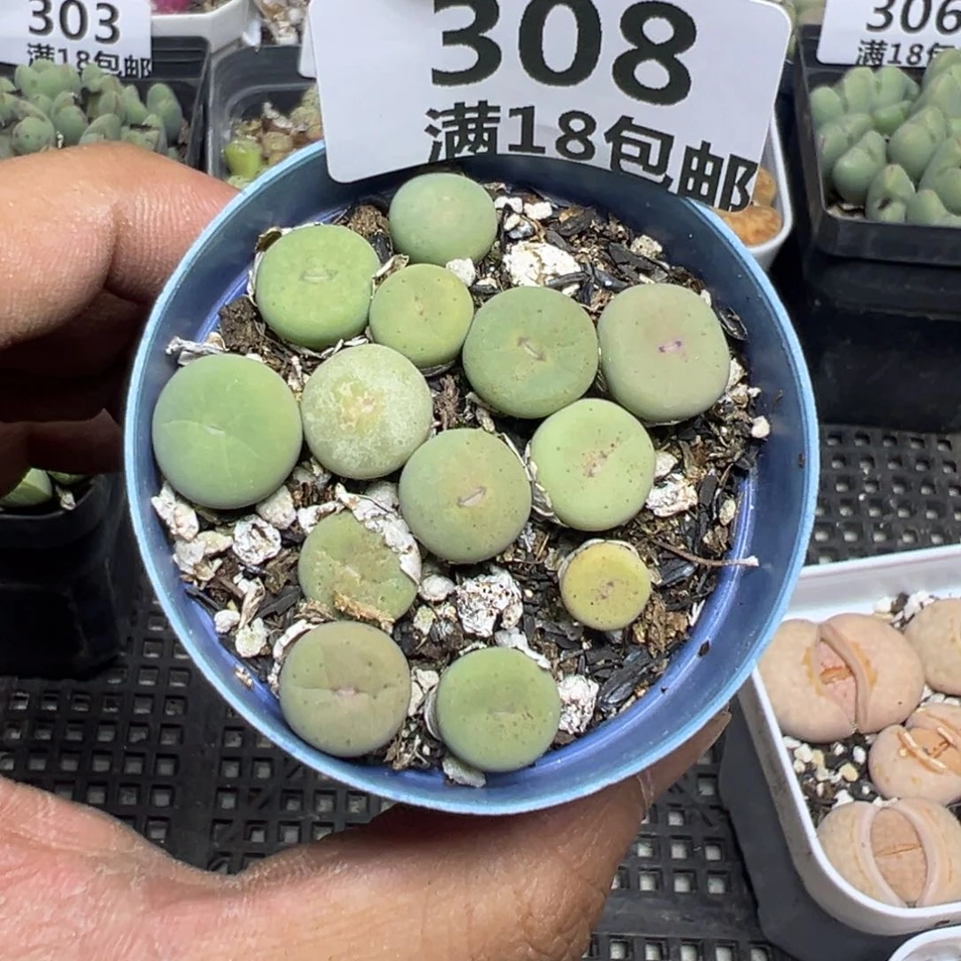 【闪购商品】 308。