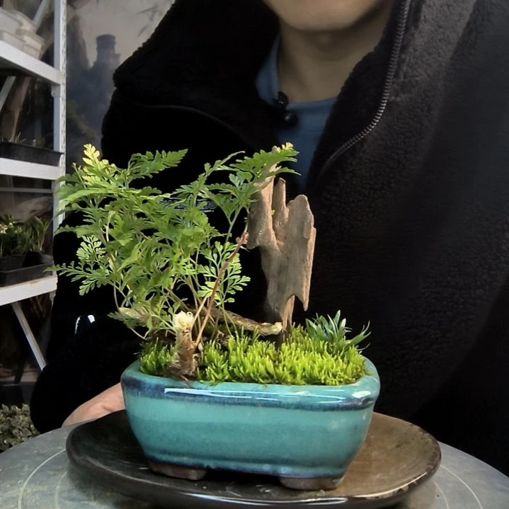 楠****馆小盆景小植物一物一拍227