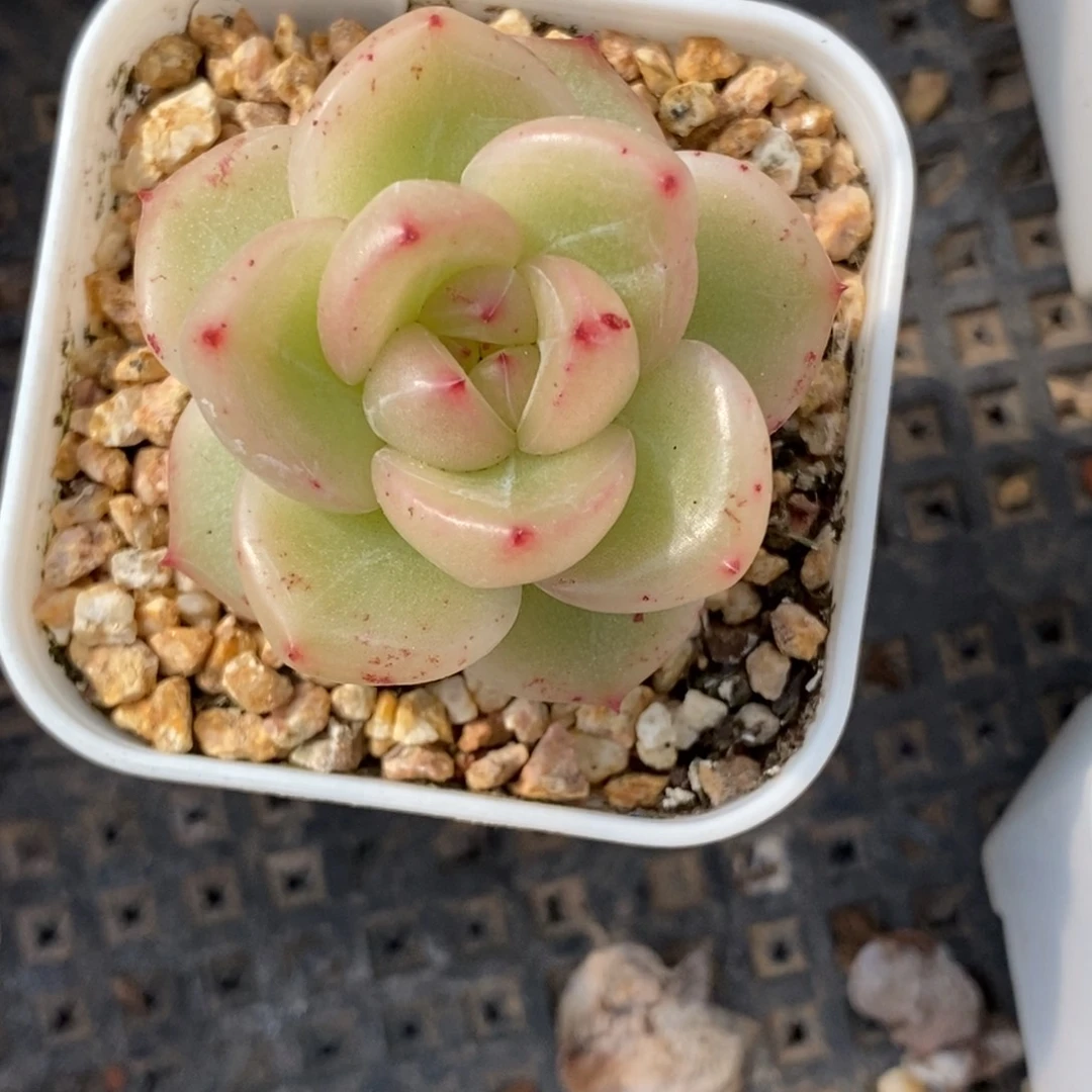 109东篱下多肉植物盆栽