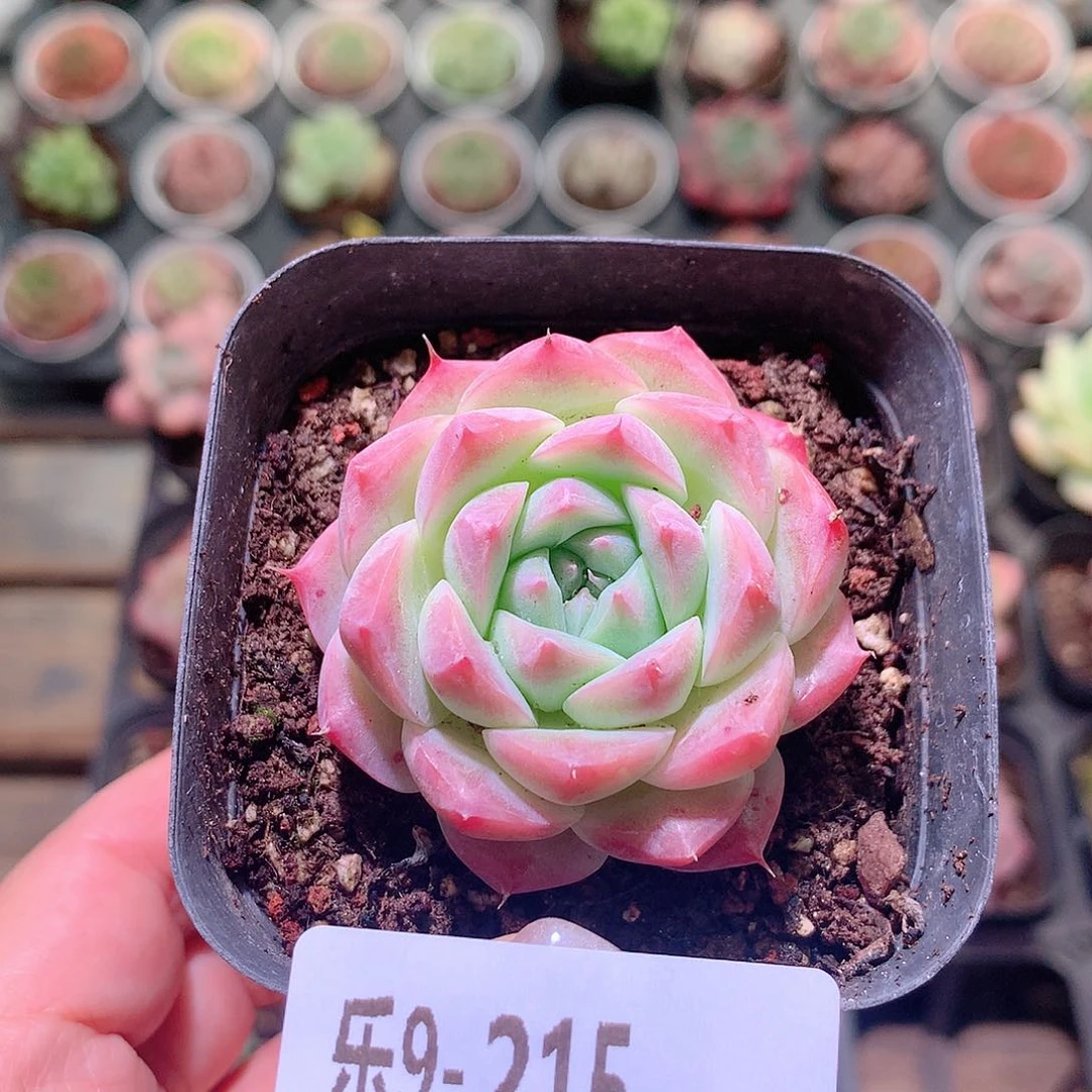 乐然9-215 新品单头