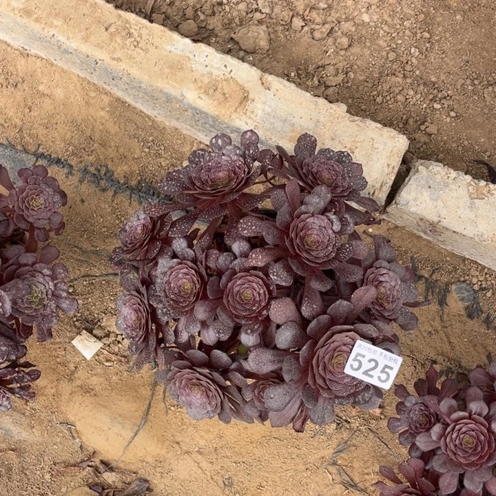 红萝莉525不包断枝