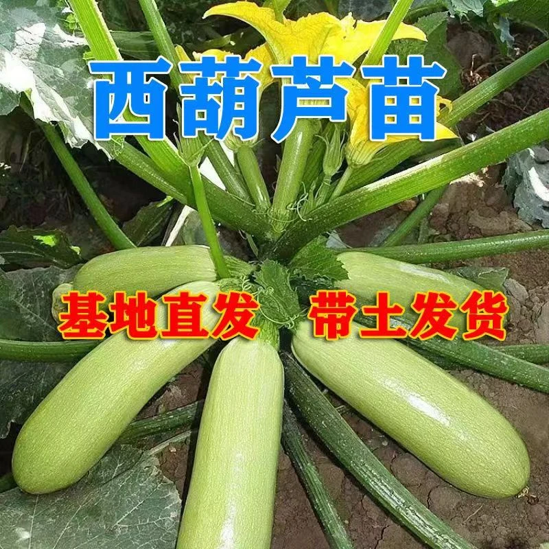 正宗新鲜西葫芦秧苗阳台庭院种植易成活蔬菜秧苗