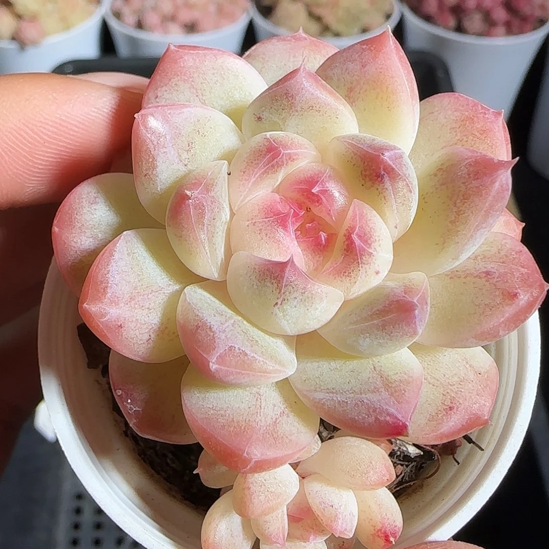 多肉1218-21白桃汽水