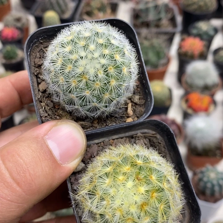 三***哥嘉文丸2颗特价福利