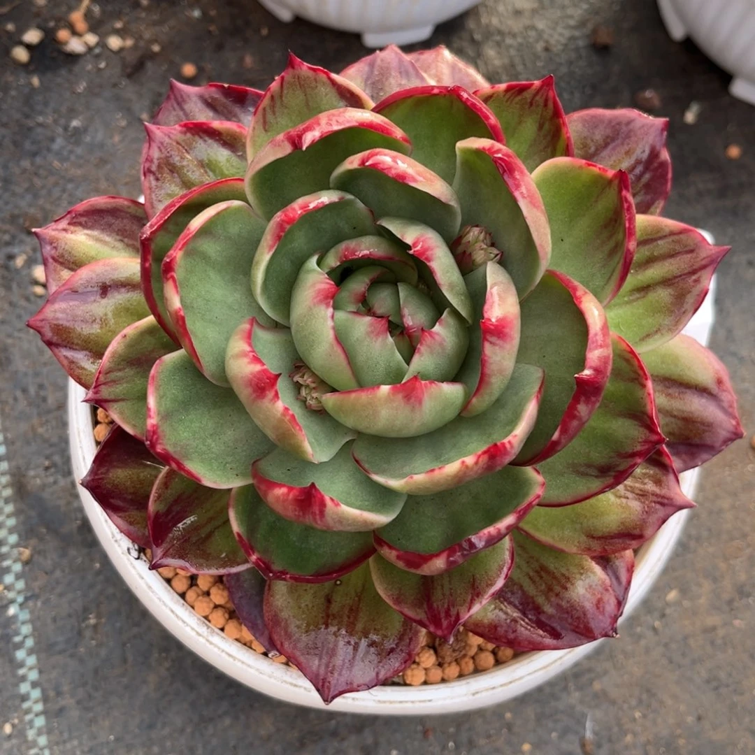 苹*仔2.8-12惊鸿1111111111