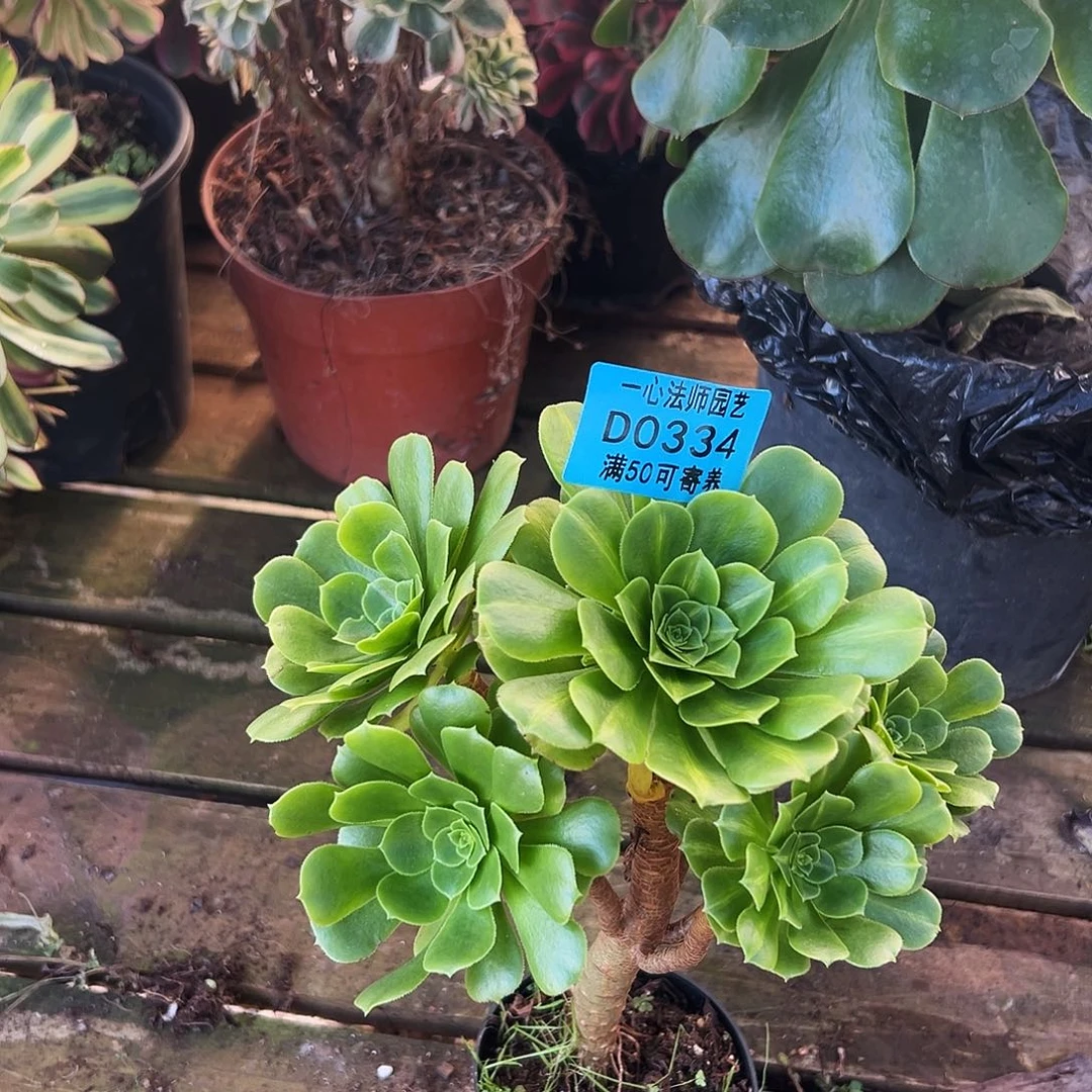 多肉植物多肉植物0334