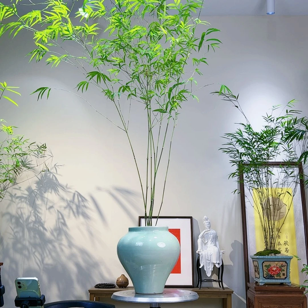 阿*老桩精品竹盆景