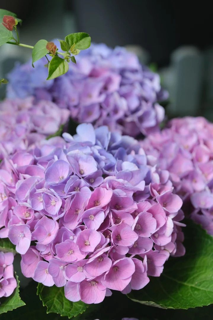 魔幻水晶绣球1加仑盆多年生花期长耐高温耐低温基地直发