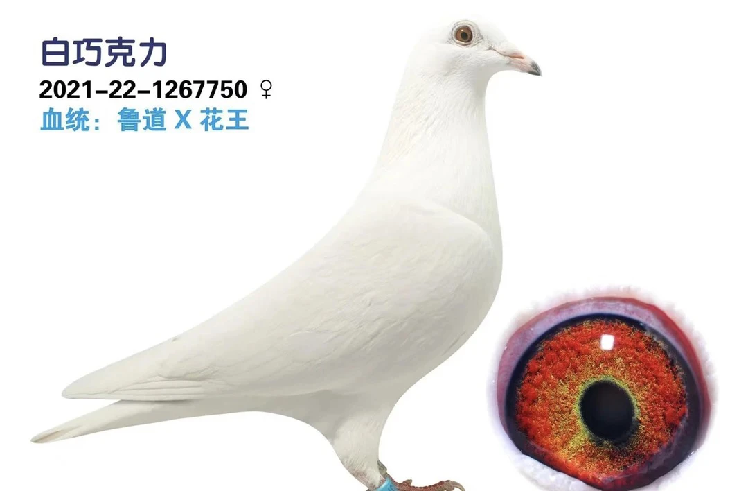 纯白信鸽种鸽幼鸽沙漠珍珠眼精品赛鸽养殖