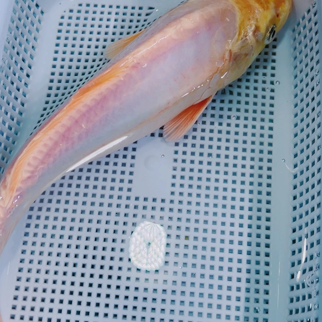 锦鲤锦鲤冷水鱼观赏