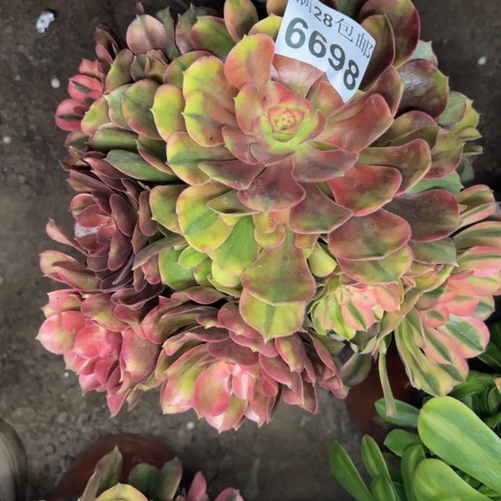 6698南洛神多肉植物