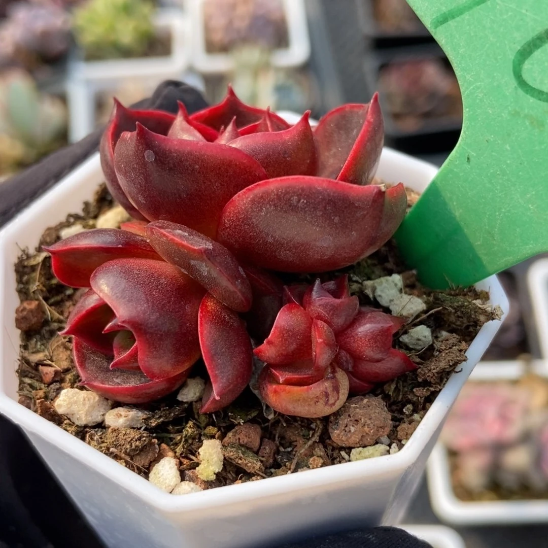 101红灯多肉植物