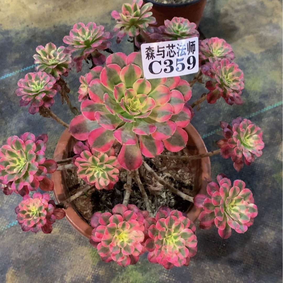 【闪购商品】六****8359红铜白