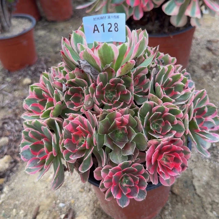 128妖月。多肉植物