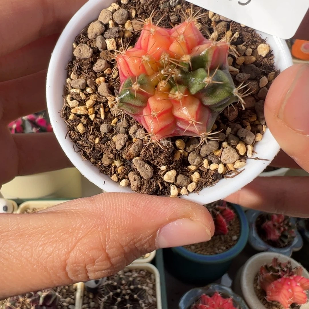 259 好看的米哈冲冲冲