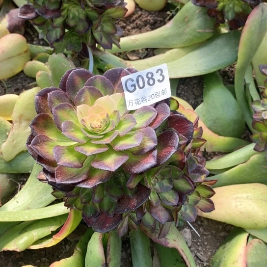 083海王七彩嫁接多肉植物