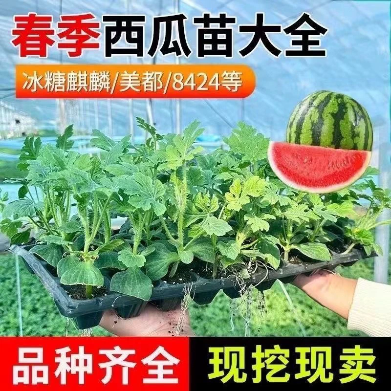 特大懒汉长龙西瓜苗秧带土球耐旱耐湿甜王西瓜种子无籽沙瓤西瓜苗