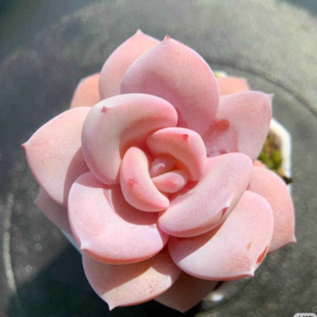 【满9.9包邮】红茶单头4-5cm多肉植物以直播间展示为主