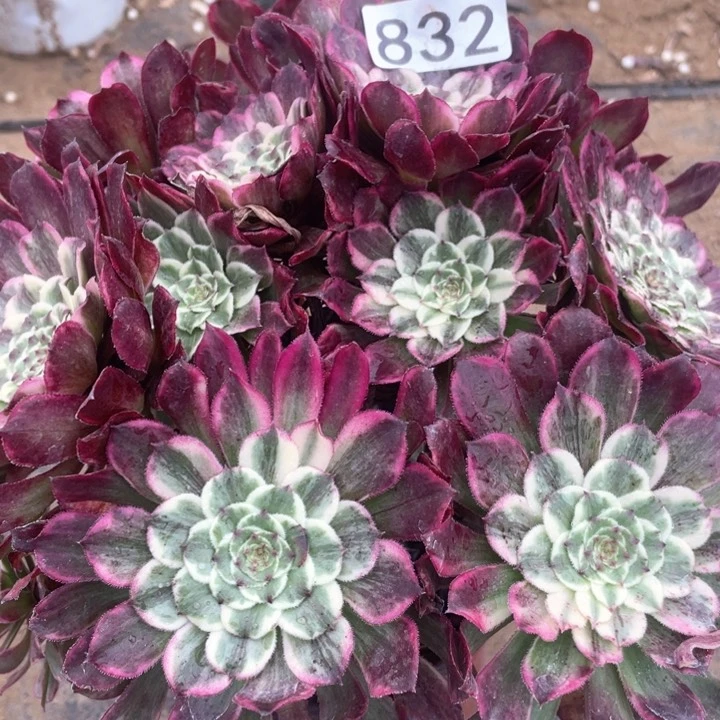 832多肉植物油彩画