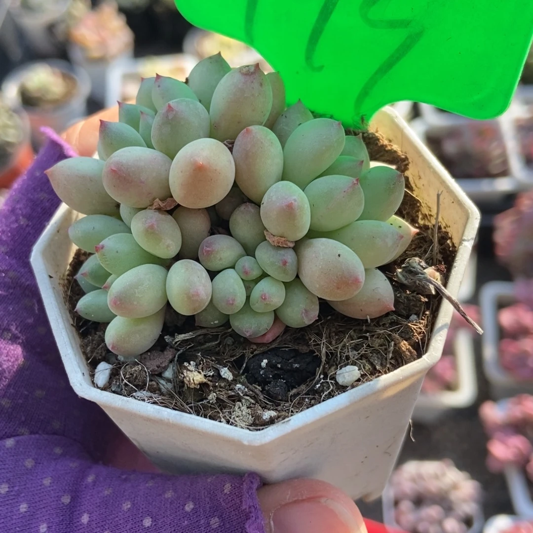 999萤火虫多肉植物多肉